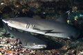   Baby whitetips white-tips white tips  